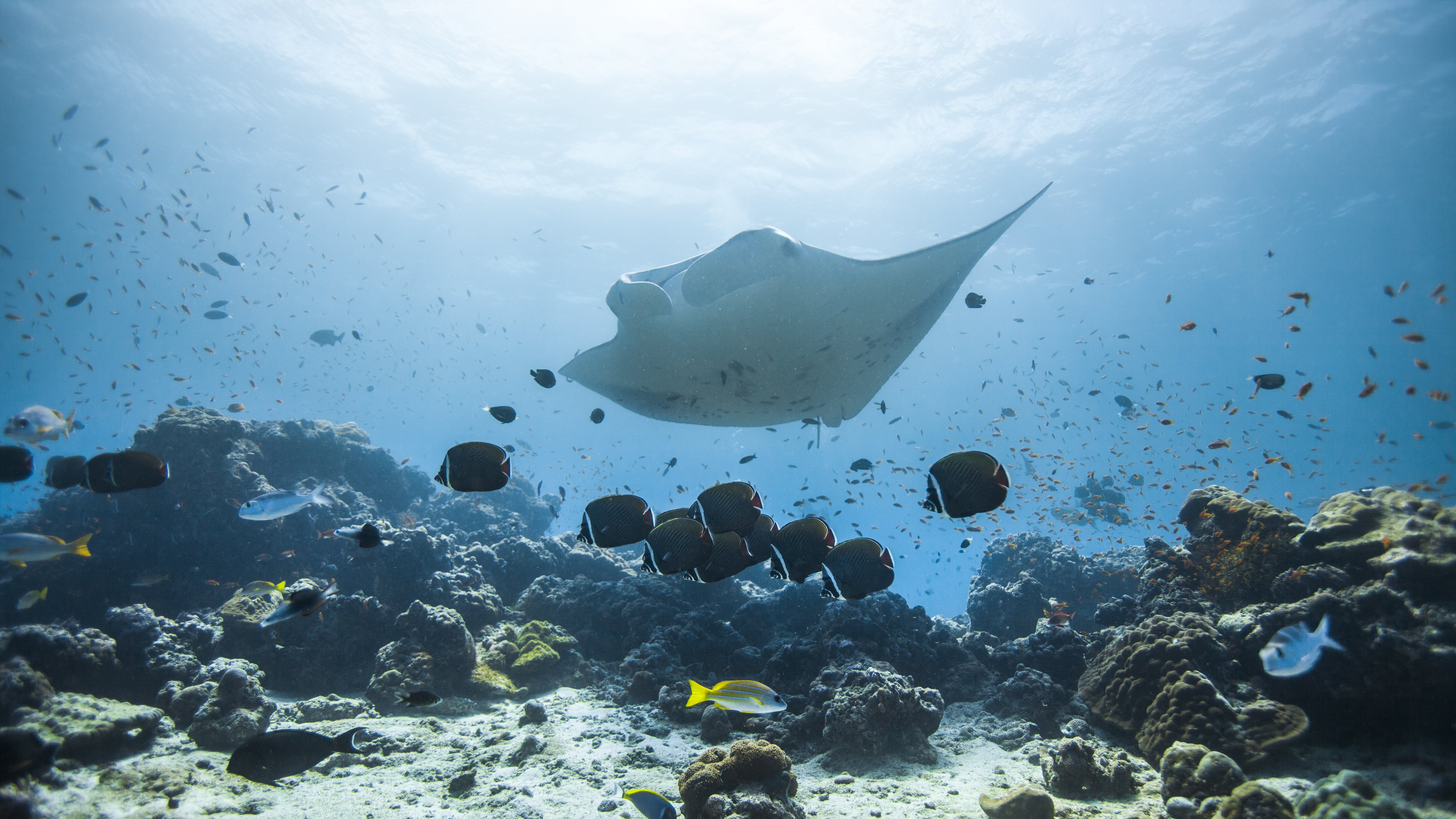 Reef manta_Maldives_2021_Yaniu Mohamed (2)-min_0.jpg